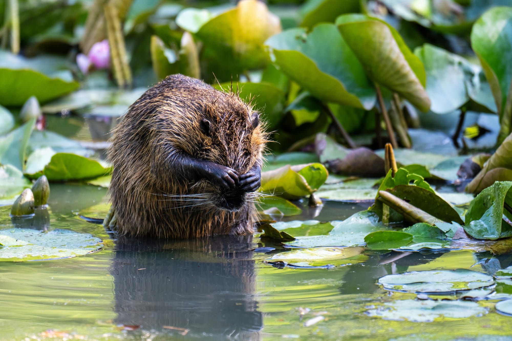 Lead like a keystone species