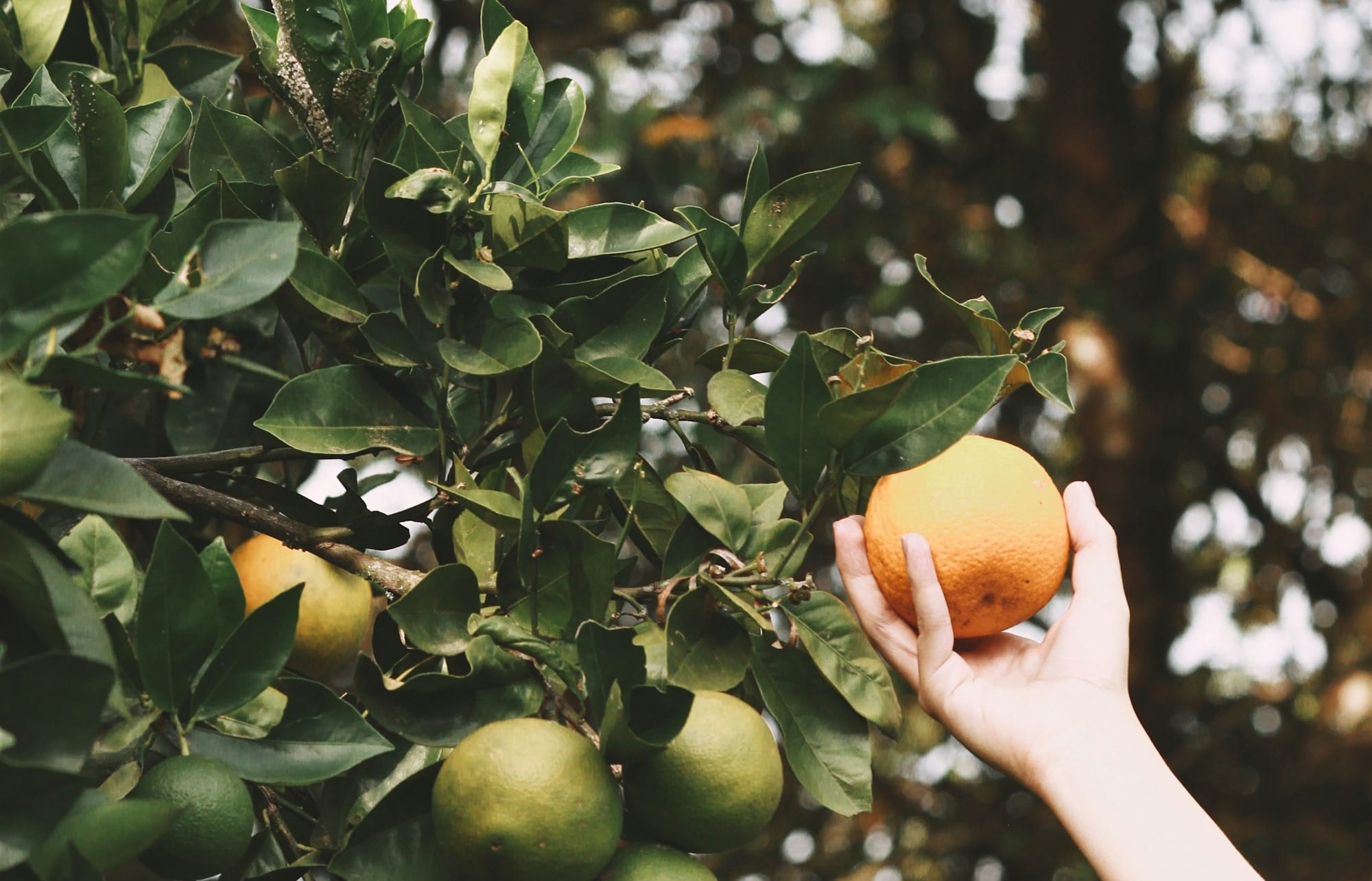 person holding yellow citrus fruit